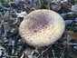 Légyölő galóca (Amanita muscaria), Budai-hegység. Kalapszíne idővel kifakulhat